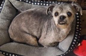 Enlarge GEORGIE, an adopted mixed breed in fort worth, TX image 5/6