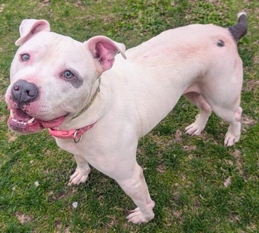 OSCAR, Adoptable, Young Male Pit Bull Terrier.