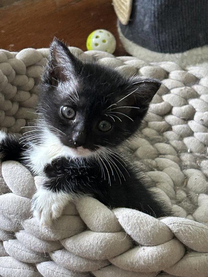 Enlarge Thelma, a Adoptable Domestic Short Hair in Nashville, TN image 1/3