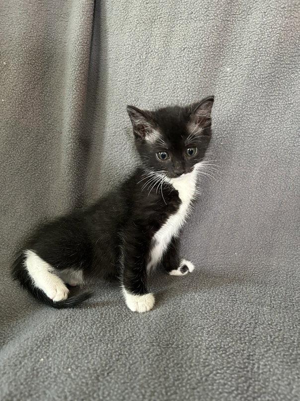 Enlarge Thelma, a Adoptable Domestic Short Hair in Nashville, TN image 2/3