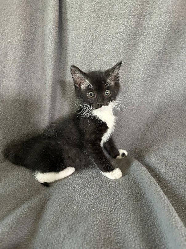 Enlarge Thelma, a Adoptable Domestic Short Hair in Nashville, TN image 3/3