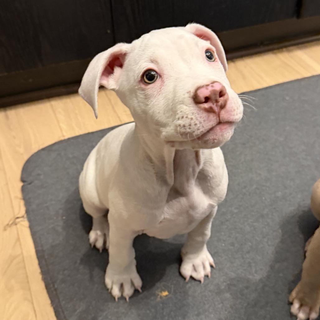 MOOCH, Adoptable, Puppy Male Boxer & American Bulldog.