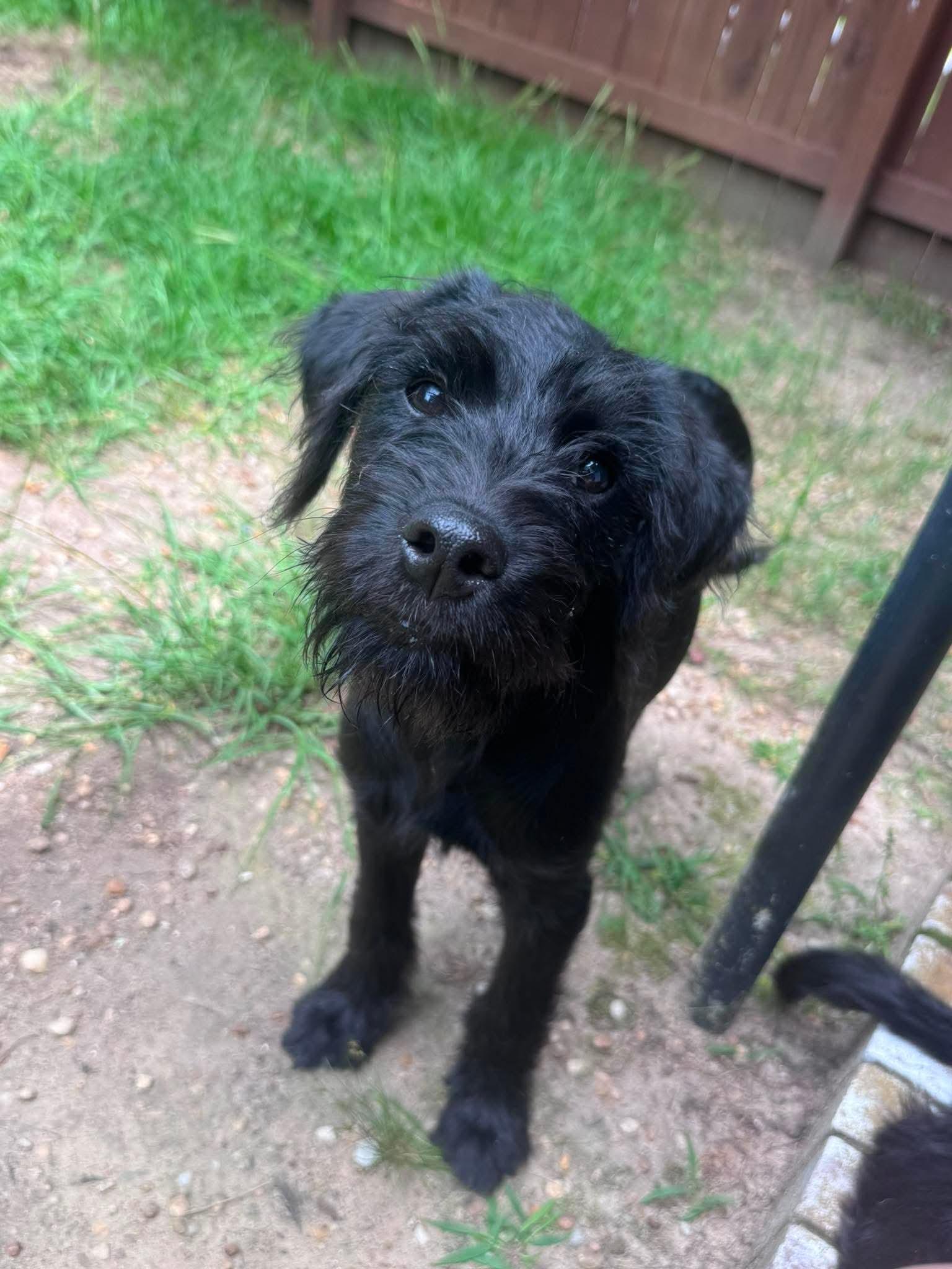 Becca, a Adoptable mixed breed in Crystal Lake, IL image 1/3