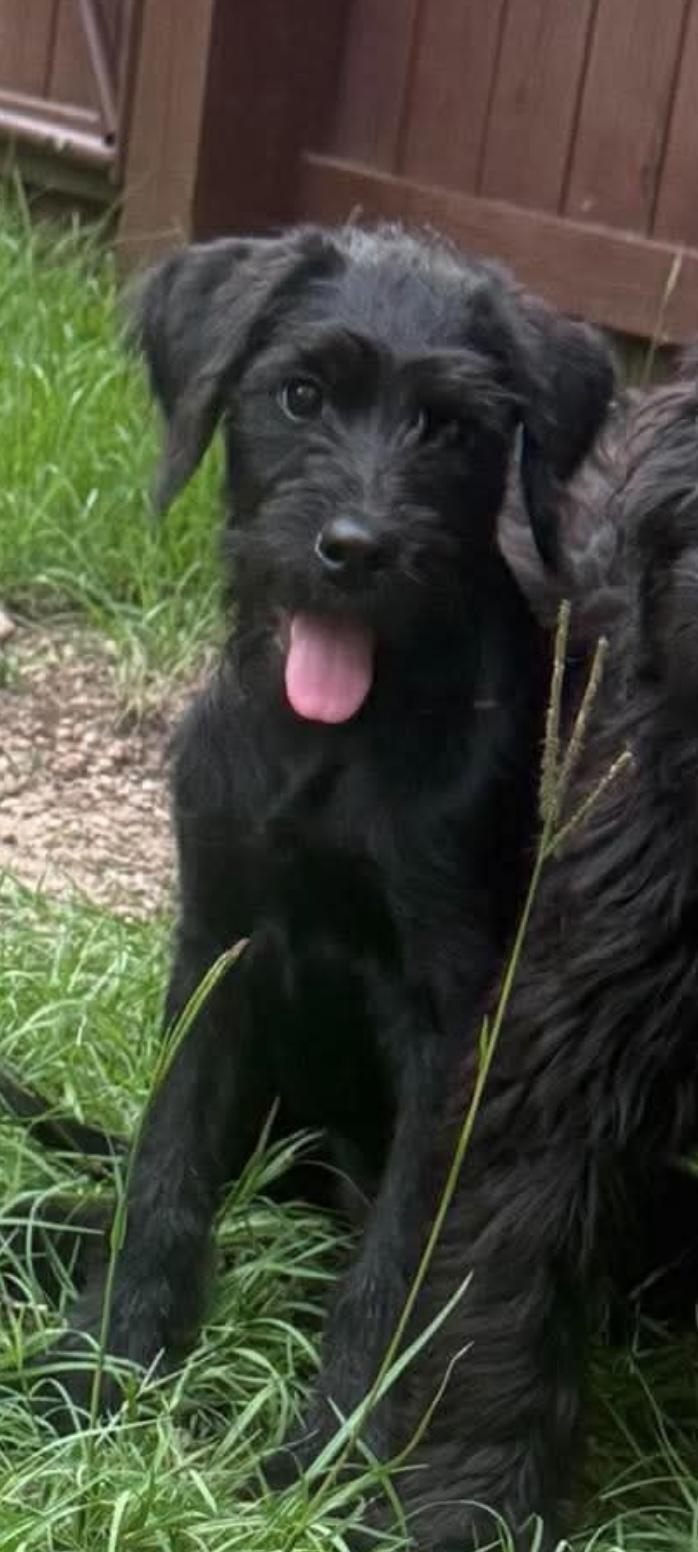 Becca, a Adoptable mixed breed in Crystal Lake, IL image 3/3