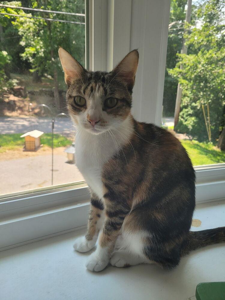 Symon, a Adoptable Domestic Short Hair in Hudson, NH image 1/4