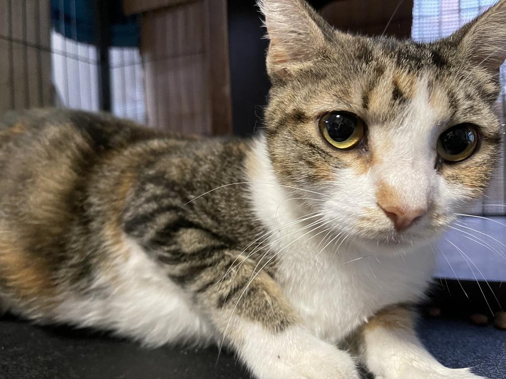 Symon, a Adoptable Domestic Short Hair in Hudson, NH image 2/4