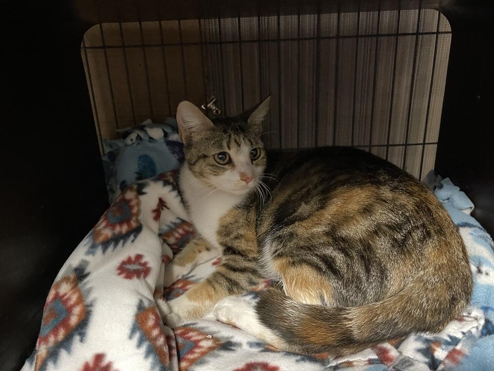 Symon, a Adoptable Domestic Short Hair in Hudson, NH image 3/4