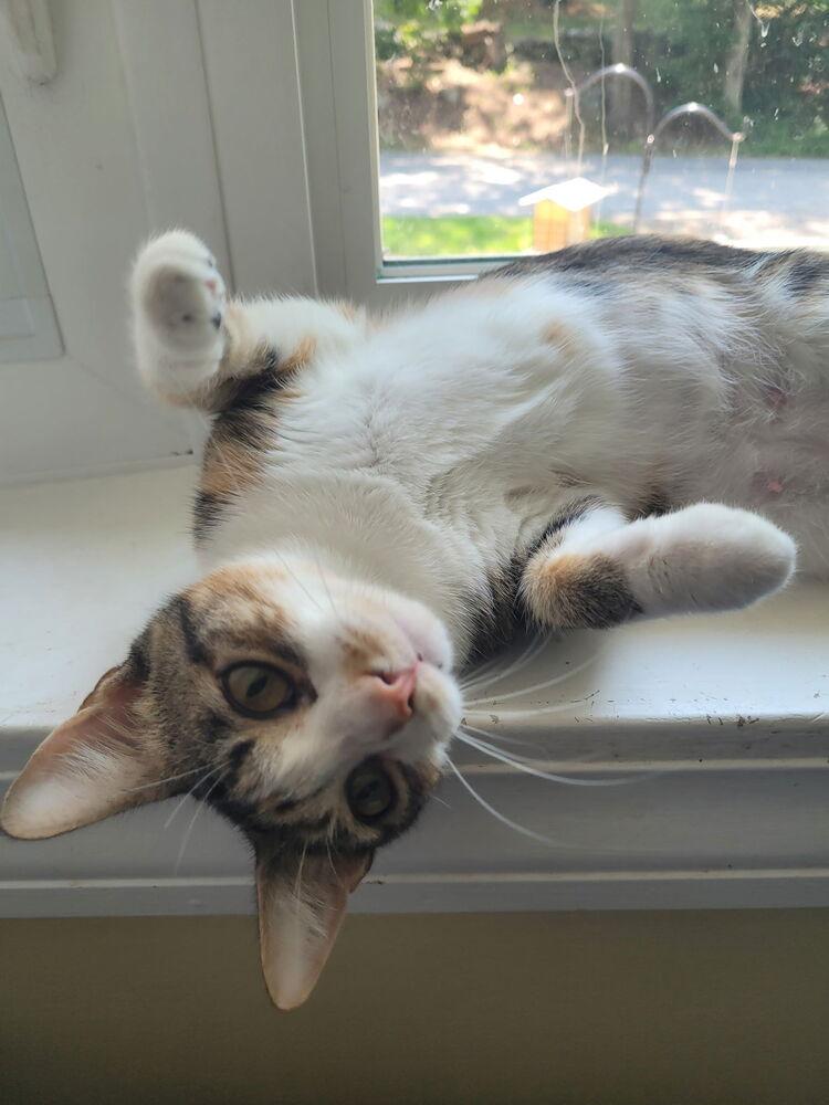Symon, a Adoptable Domestic Short Hair in Hudson, NH image 4/4