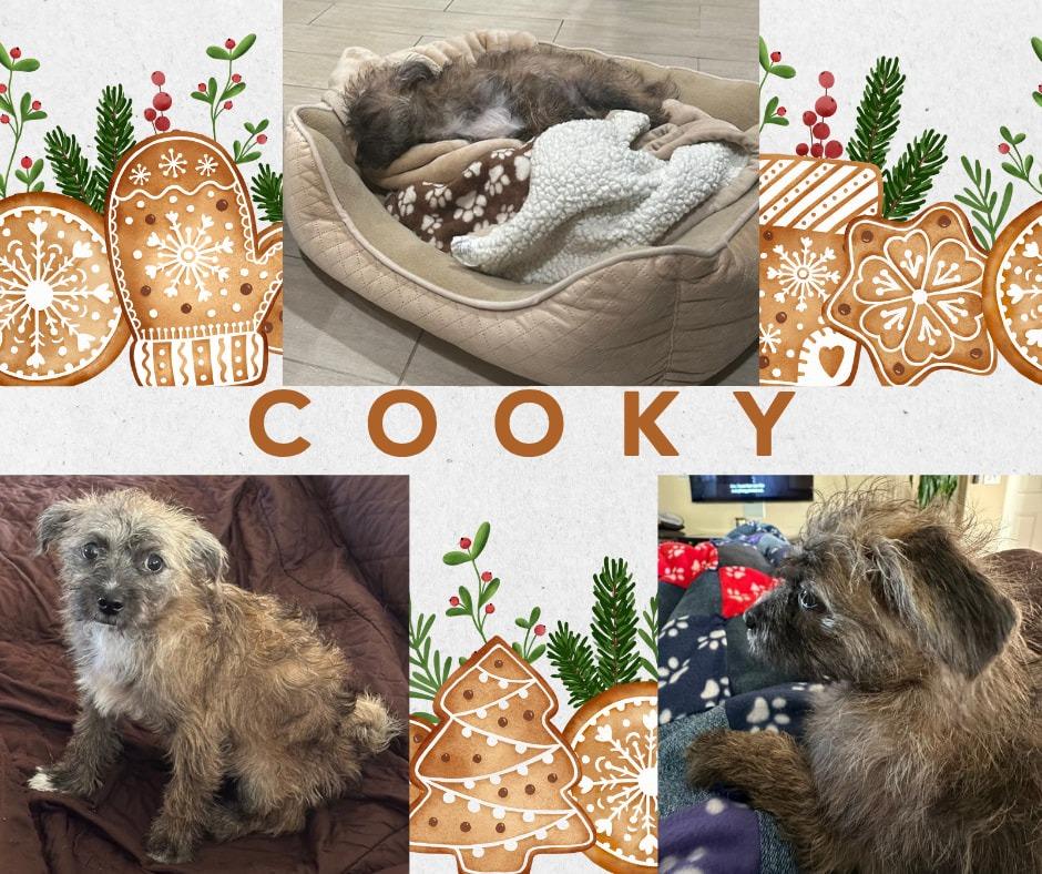 Cooky, Adoptable, Puppy Female Poodle & Pug.