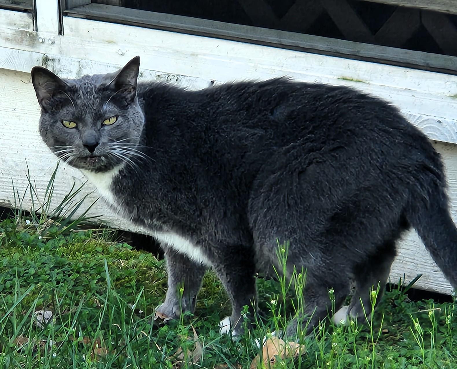 Enlarge Patty, a ADOPTABLE mixed breed in Frederick, MD image 5/5
