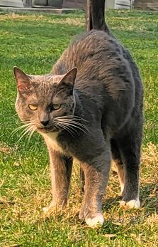 Enlarge Patty, a ADOPTABLE mixed breed in Frederick, MD image 2/5