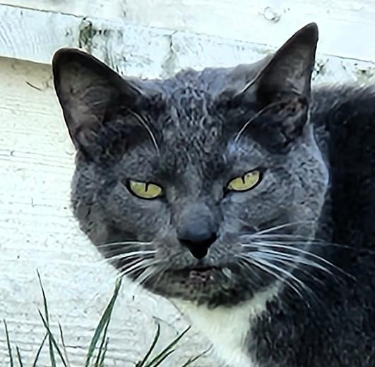 Patty, ADOPTABLE, Young Male Russian Blue & Domestic Short Hair.