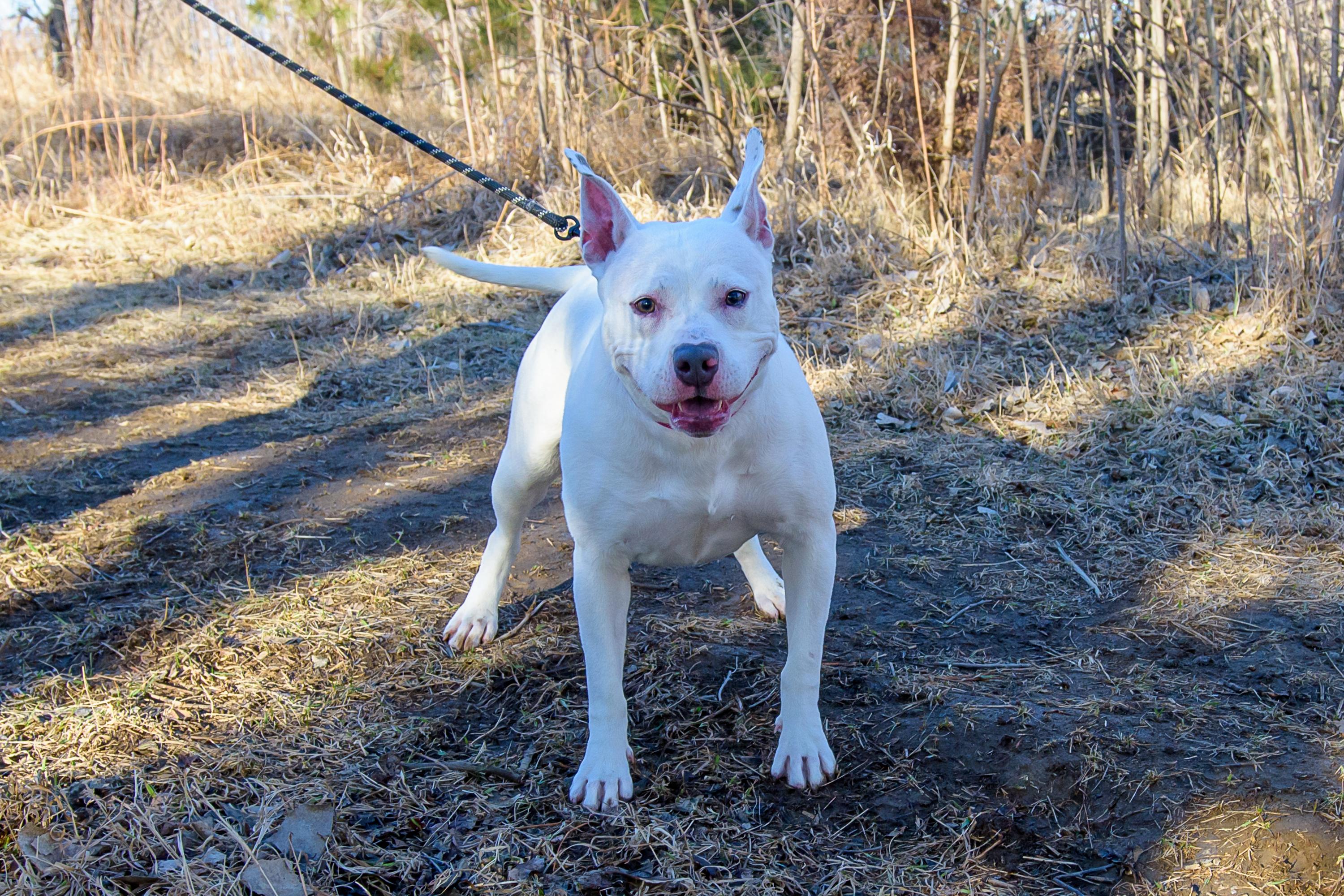 Enlarge Brie, a ADOPTABLE mixed breed in Blair, NE image 4/6