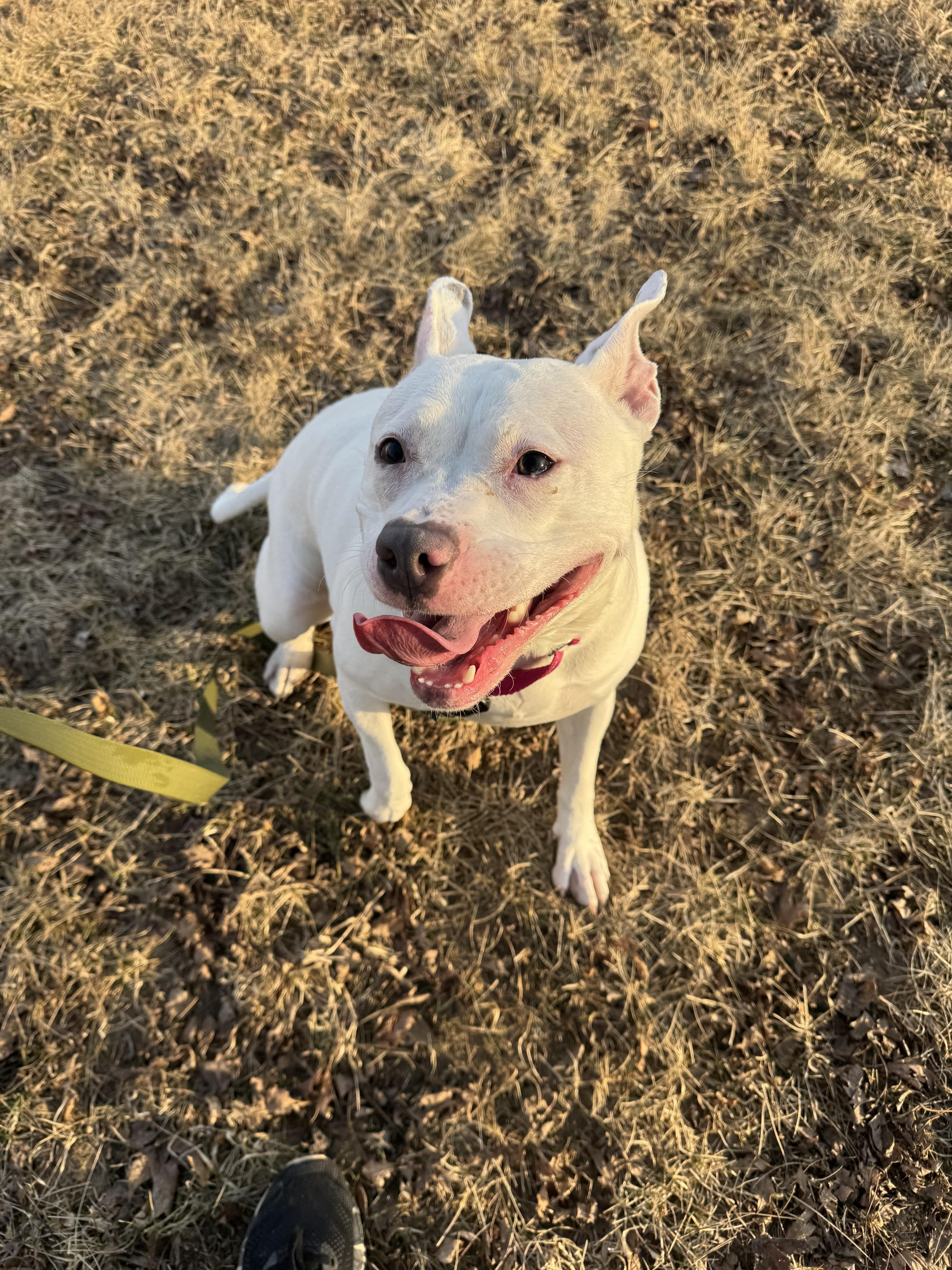 Enlarge Brie, a ADOPTABLE mixed breed in Blair, NE image 1/3