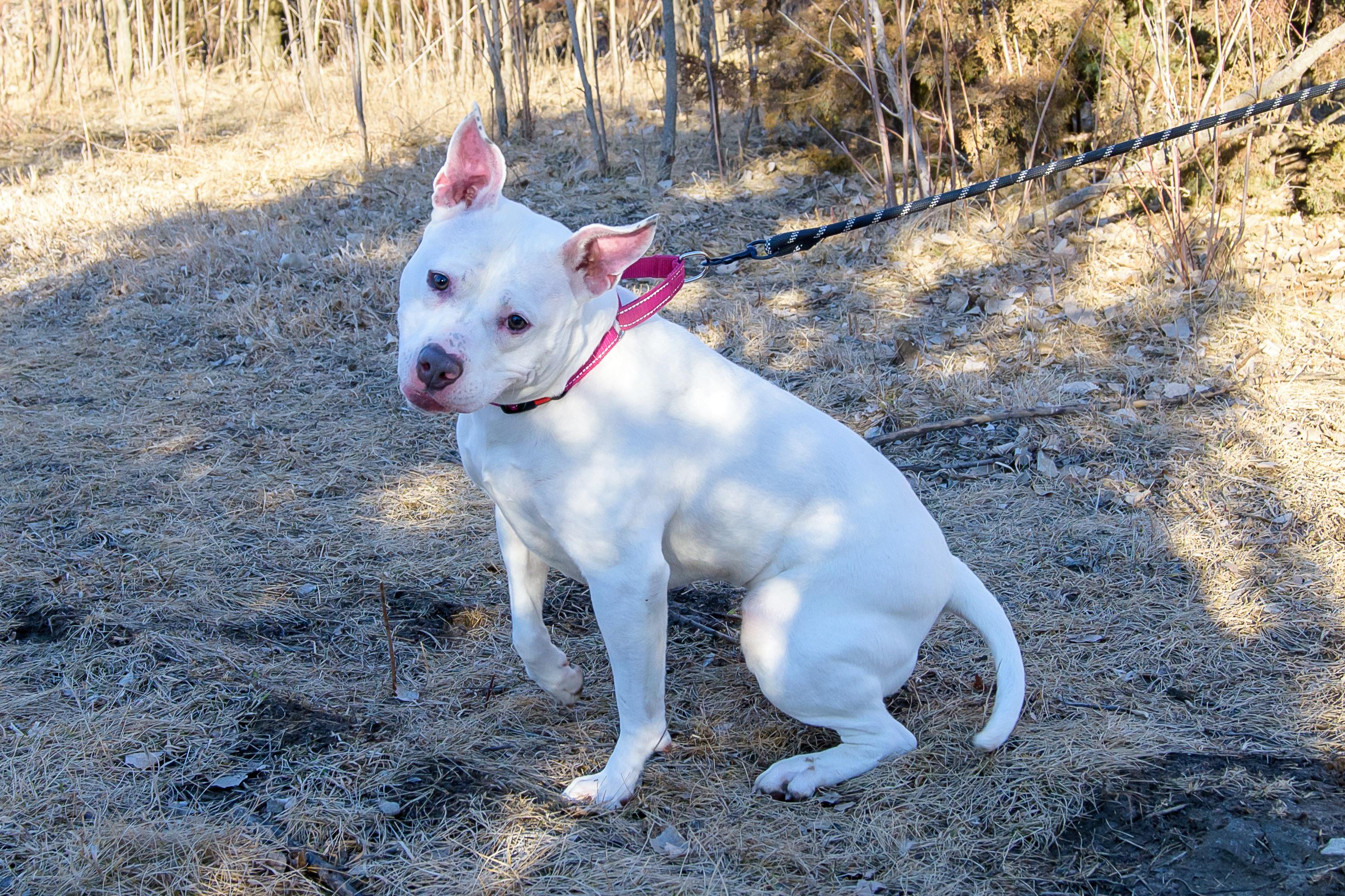 Enlarge Brie, a ADOPTABLE mixed breed in Blair, NE image 6/6