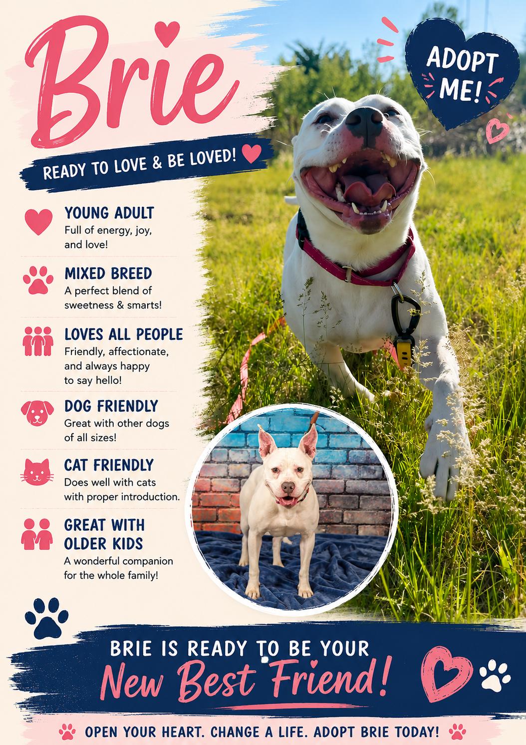 Brie, a ADOPTABLE mixed breed in Blair, NE image 4/5