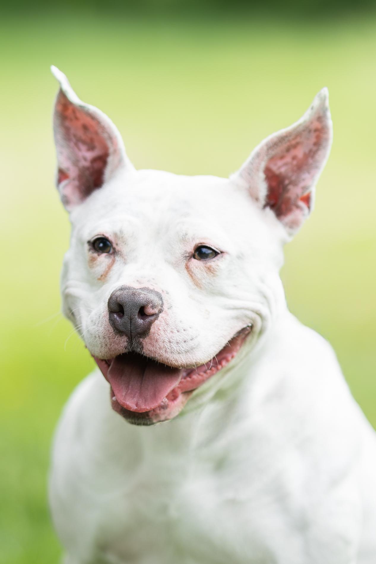 Brie, a ADOPTABLE mixed breed in Blair, NE image 5/5