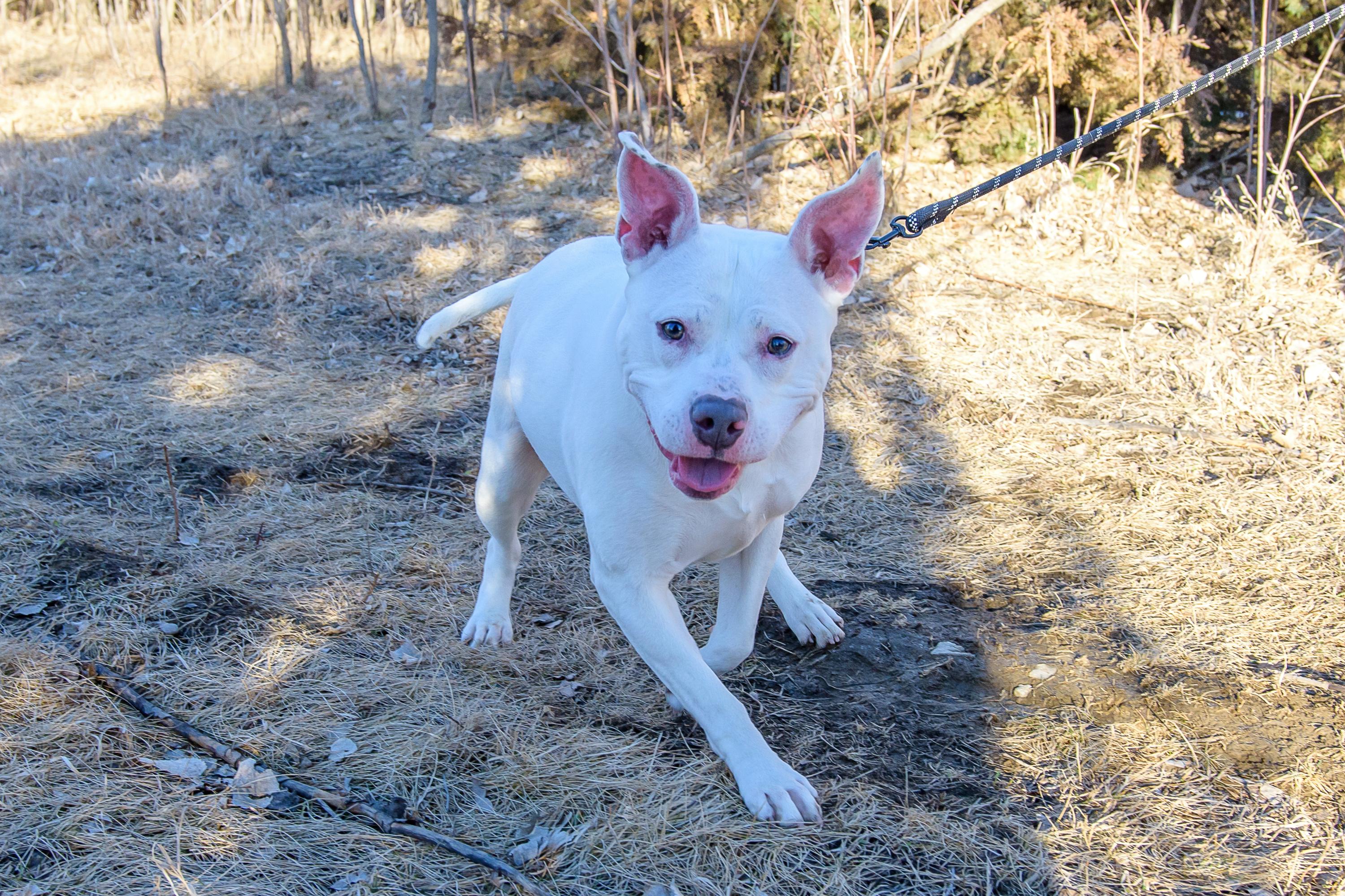 Enlarge Brie, a ADOPTABLE mixed breed in Blair, NE image 1/6