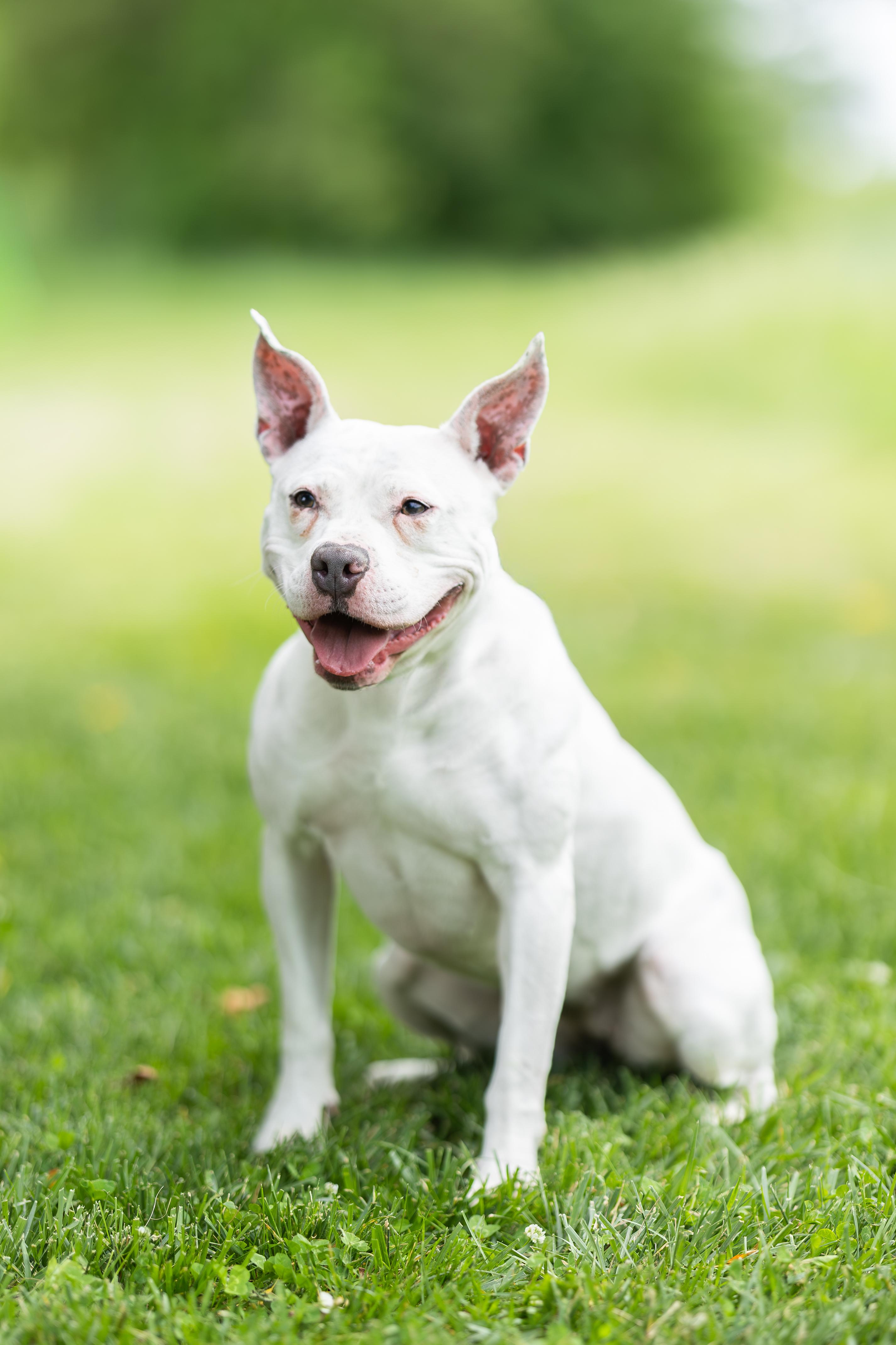 Brie, a ADOPTABLE mixed breed in Blair, NE image 1/5