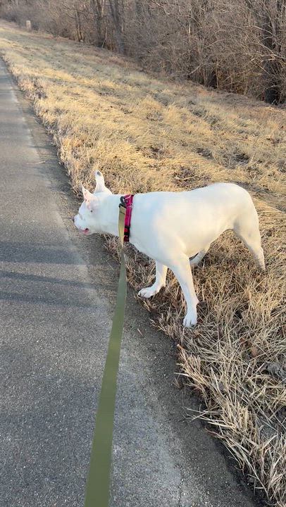 Enlarge Brie, a ADOPTABLE mixed breed in Blair, NE video 3/3