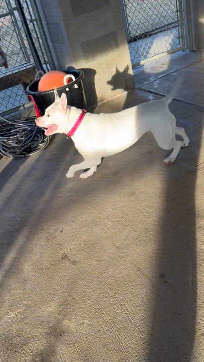 Enlarge Brie, a ADOPTABLE mixed breed in Blair, NE video 2/3