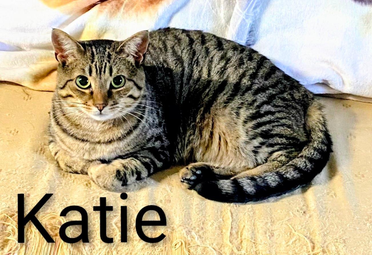 Katie, a Adoptable Domestic Short Hair in Binghamton, NY image 1/3