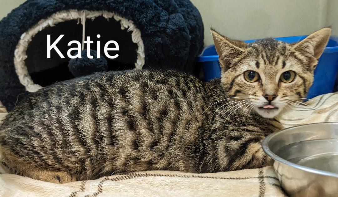 Katie, a Adoptable Domestic Short Hair in Binghamton, NY image 2/3