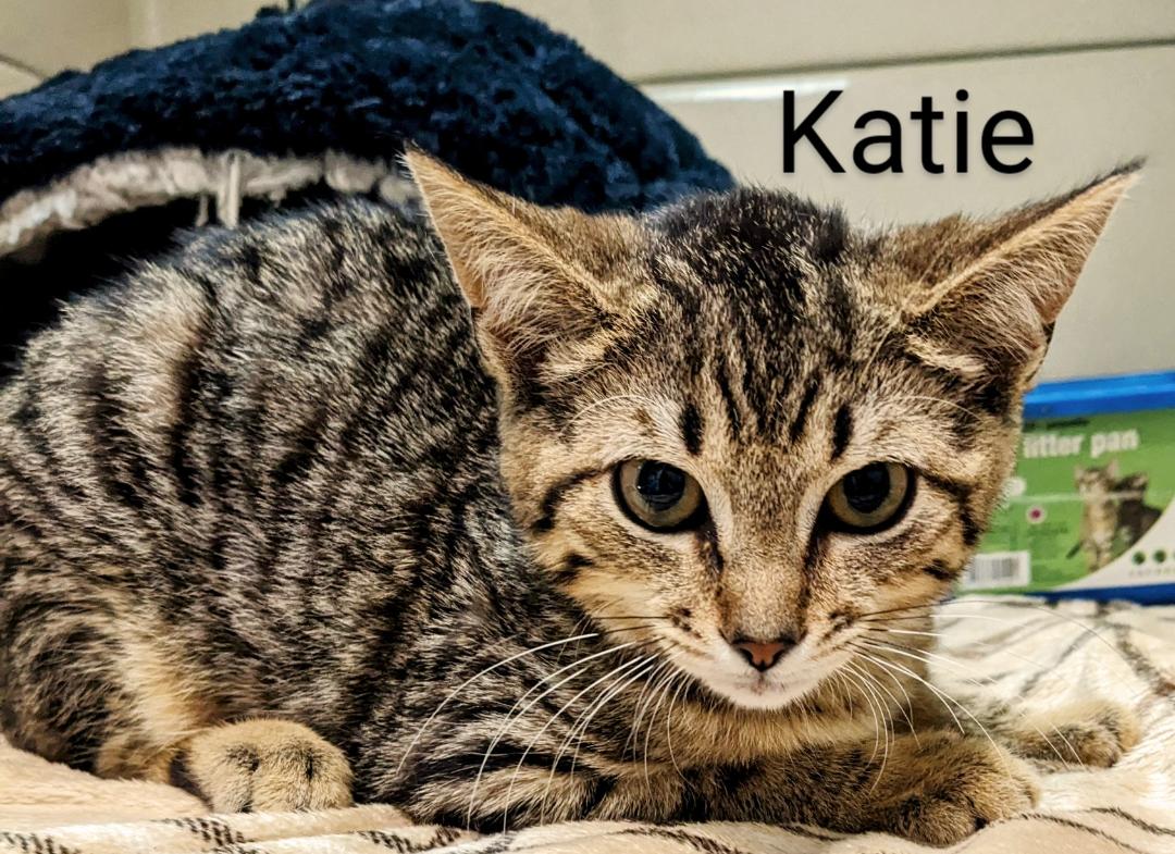 Katie, a Adoptable Domestic Short Hair in Binghamton, NY image 3/3