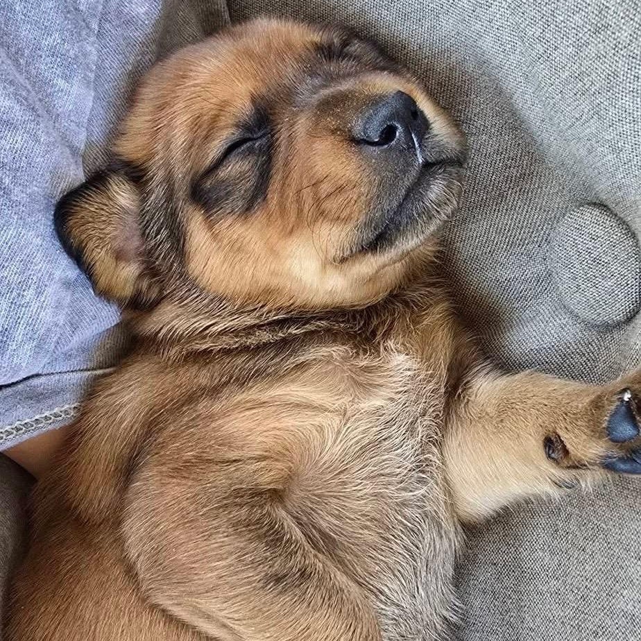 Bear — thumbnail 4