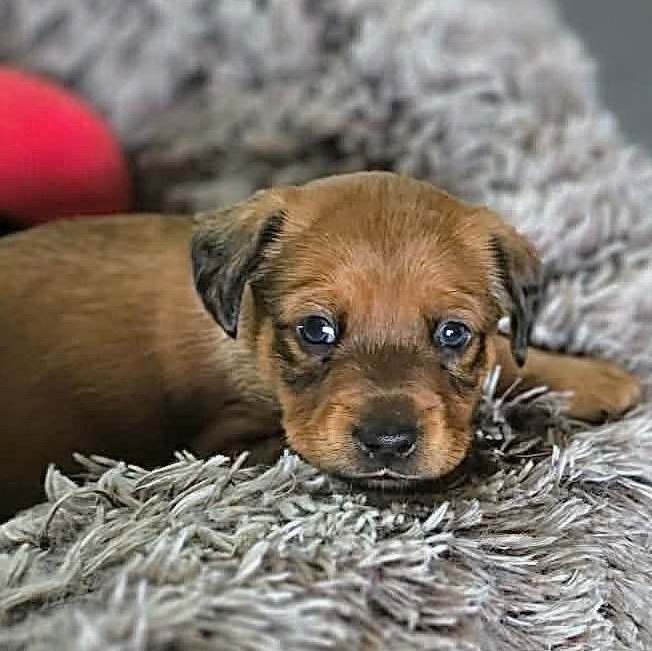 Bear — thumbnail 5