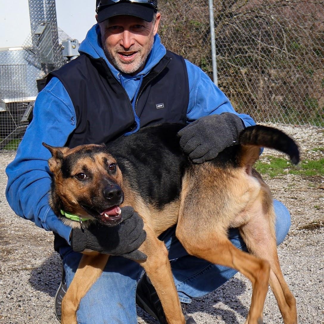 Enlarge Leonard, a ADOPTABLE mixed breed in Hollister, MO image 1/3