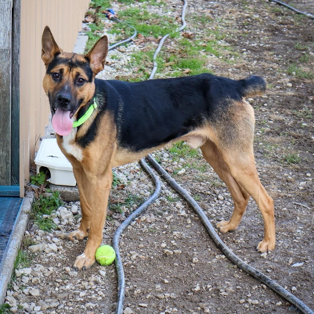Enlarge Leonard, a ADOPTABLE mixed breed in Hollister, MO image 2/3