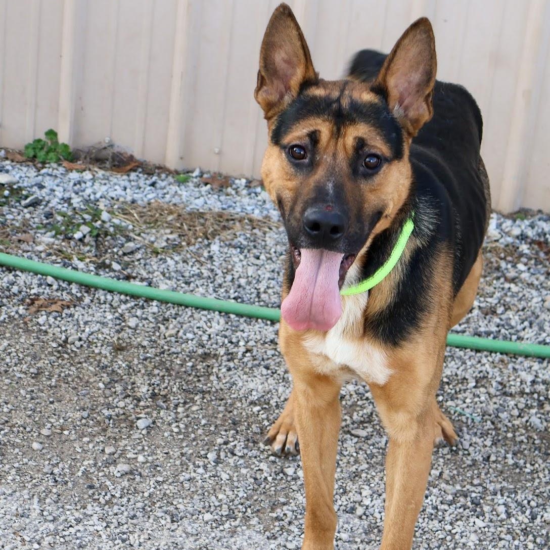 Enlarge Leonard, a ADOPTABLE mixed breed in Hollister, MO image 3/3
