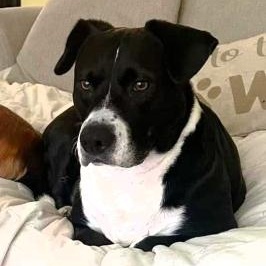 Enlarge SHADOW, a Adoptable mixed breed in Largo, FL image 1/6