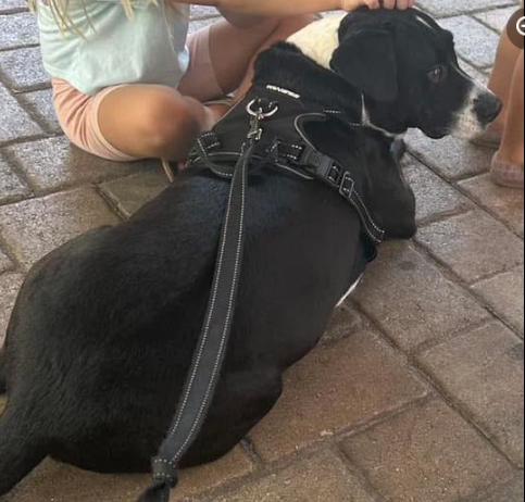 Enlarge SHADOW, a Adoptable mixed breed in Largo, FL image 4/6