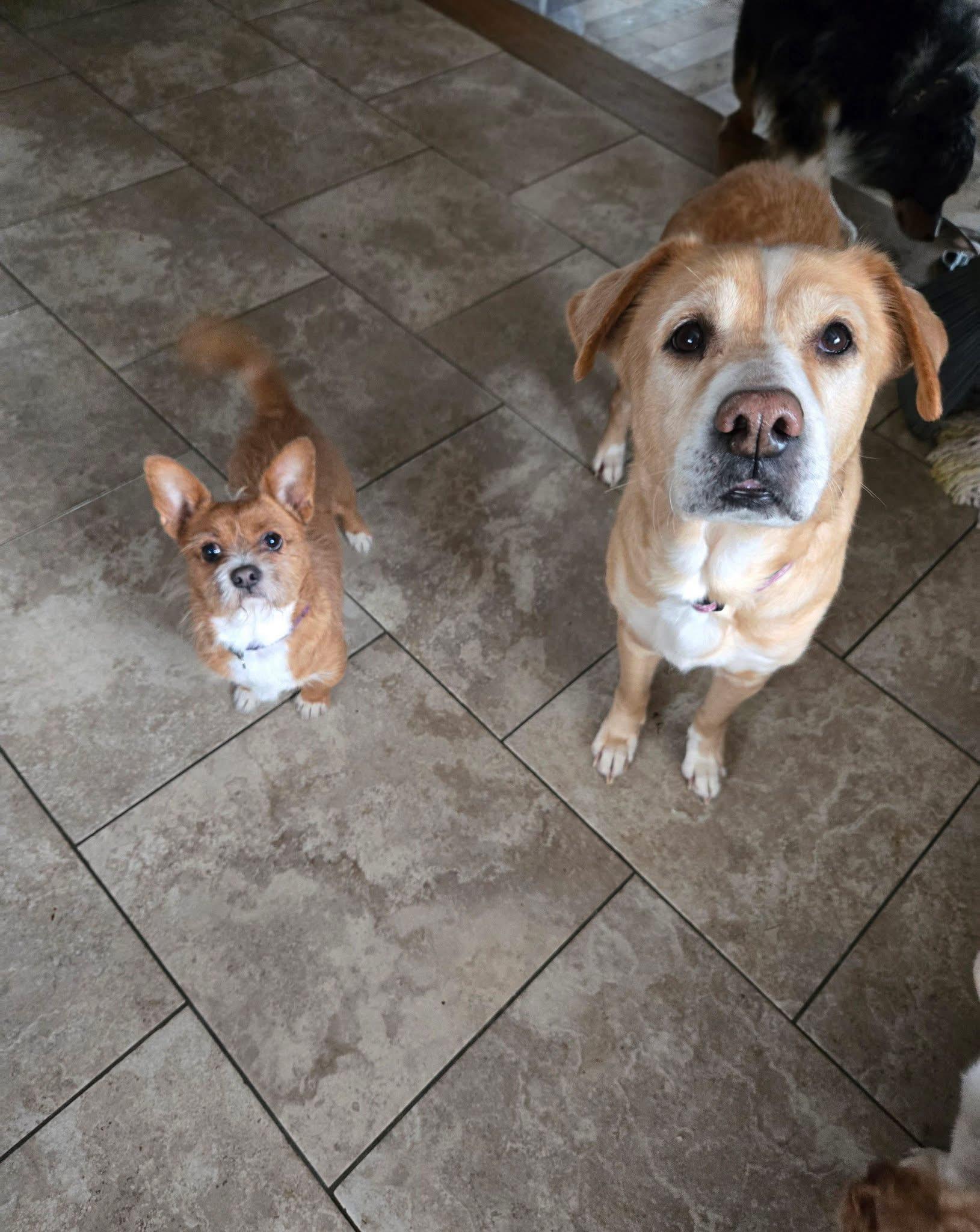 Enlarge Poco, a Adoptable mixed breed in Friendship, NY image 3/3