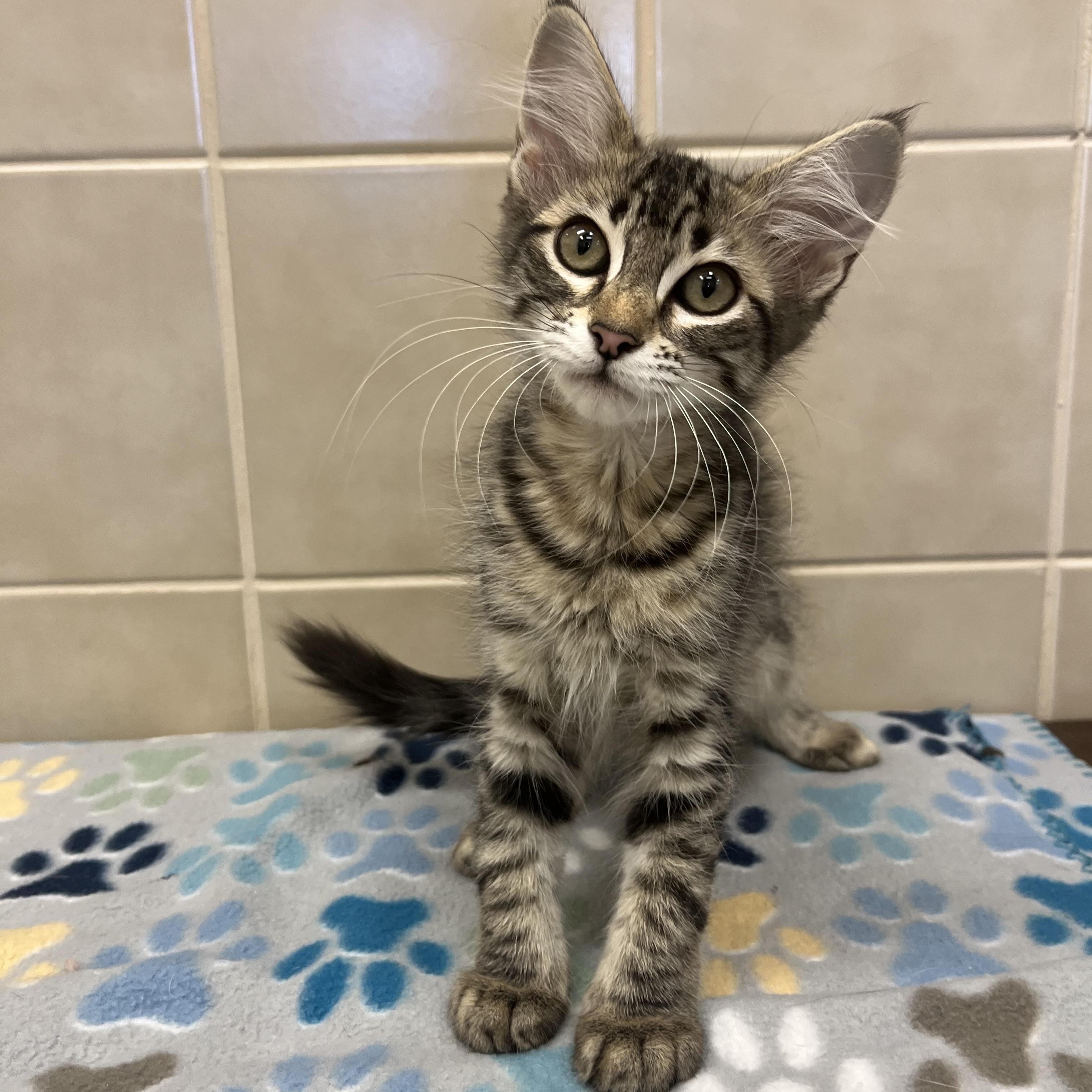 Lita, an adoptable Domestic Medium Hair in Kerrville, TX_image-1