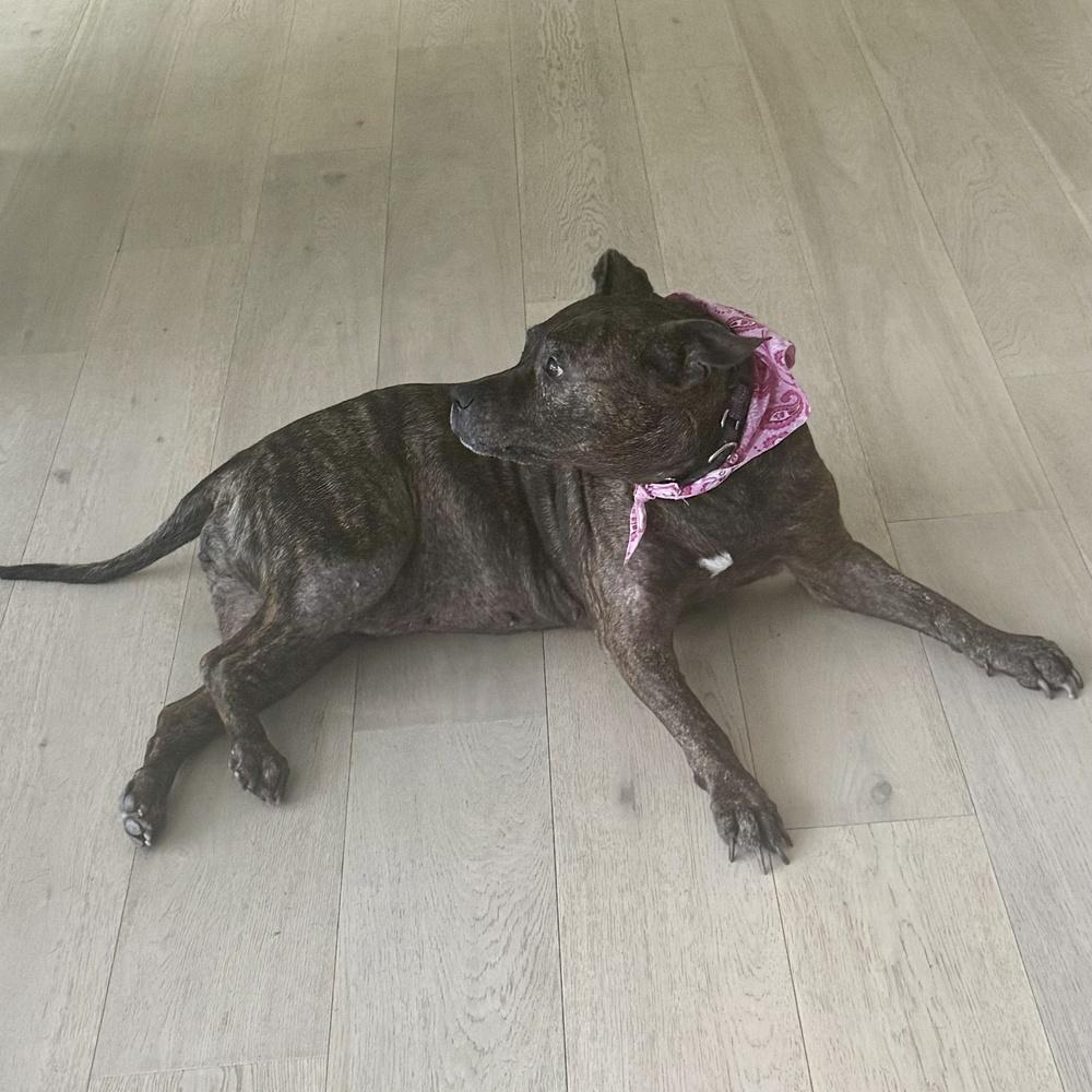 Enlarge Precious, a Adoptable mixed breed in Melbourne Beach, FL image 1/5