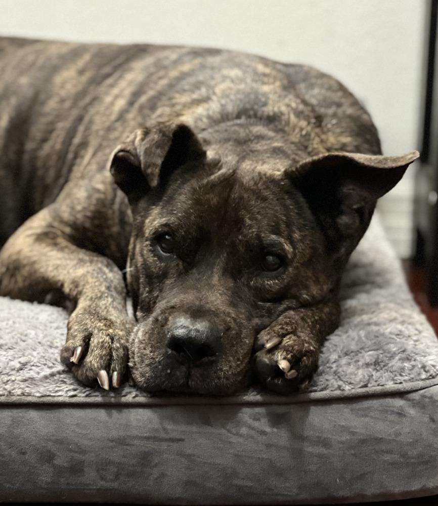 Enlarge Precious, a Adoptable mixed breed in Melbourne Beach, FL image 2/5