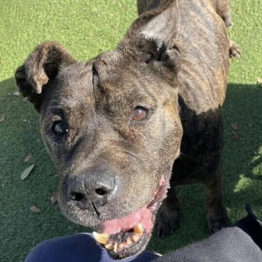 Enlarge Precious, a Adoptable mixed breed in Melbourne Beach, FL image 3/5