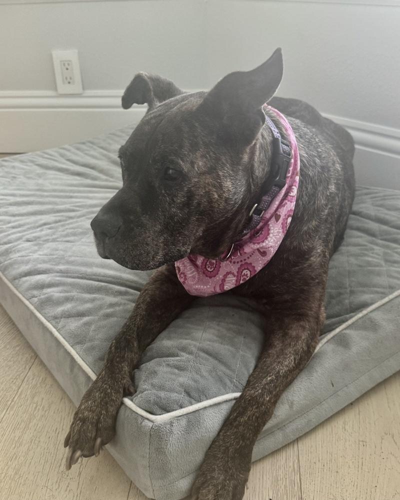 Enlarge Precious, a Adoptable mixed breed in Melbourne Beach, FL image 4/5