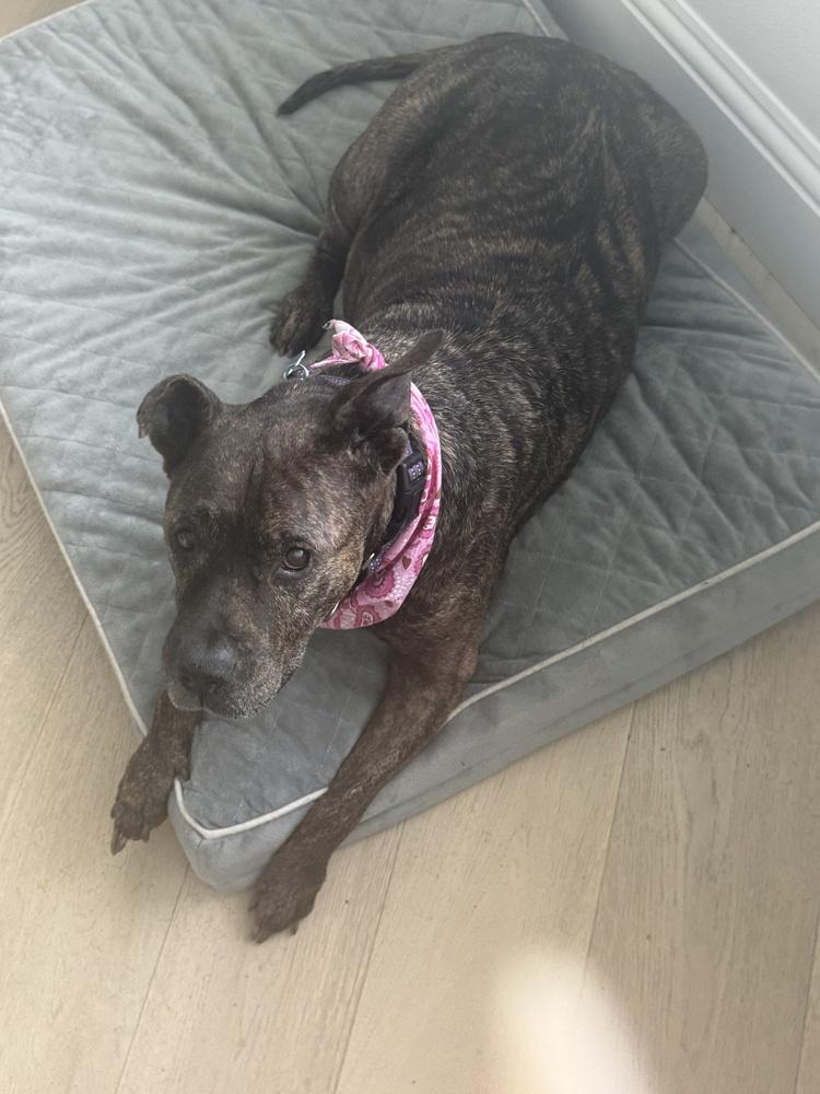 Enlarge Precious, a Adoptable mixed breed in Melbourne Beach, FL image 5/5