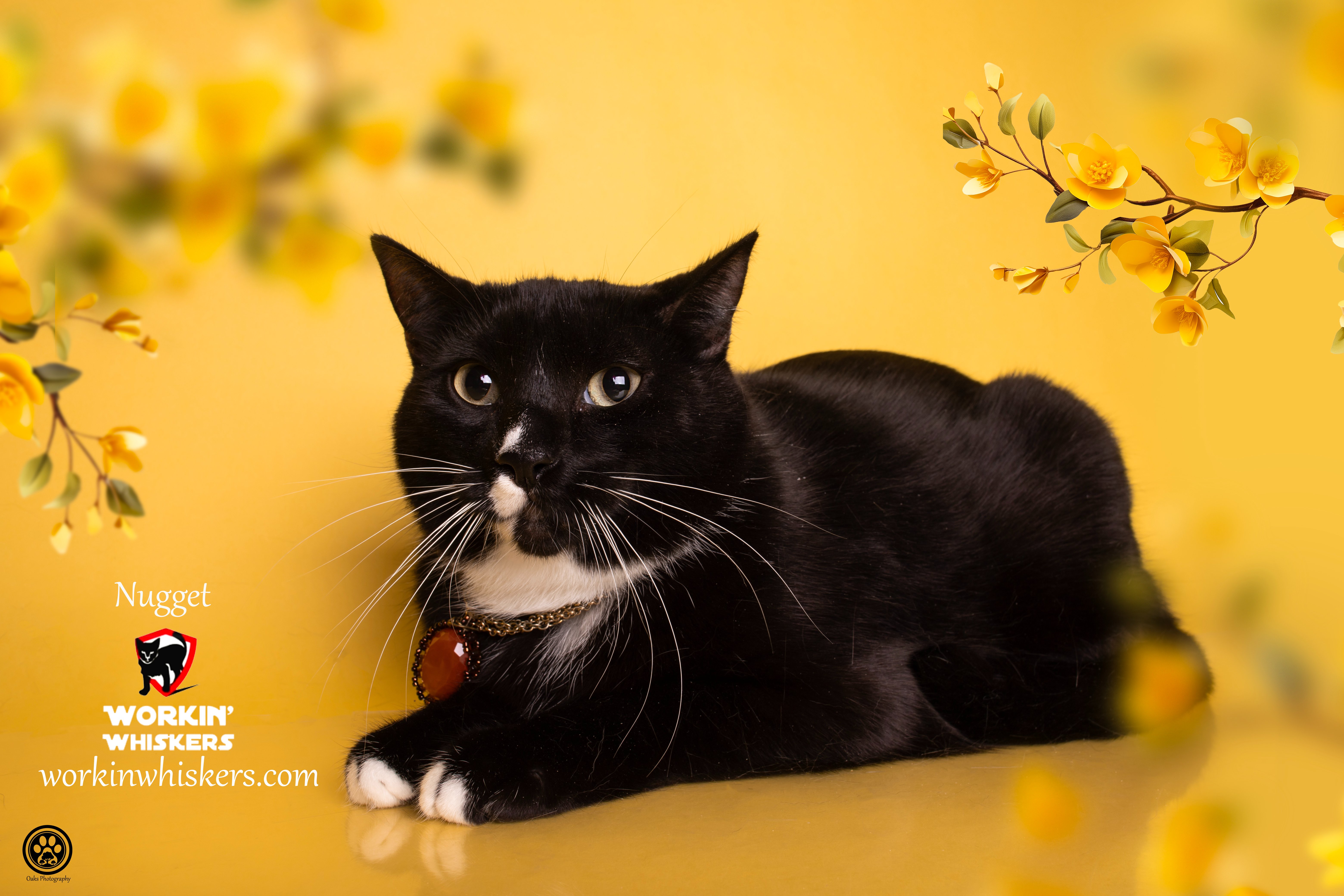 Enlarge NUGGET, a Adoptable mixed breed in HEMET, CA image 1/6