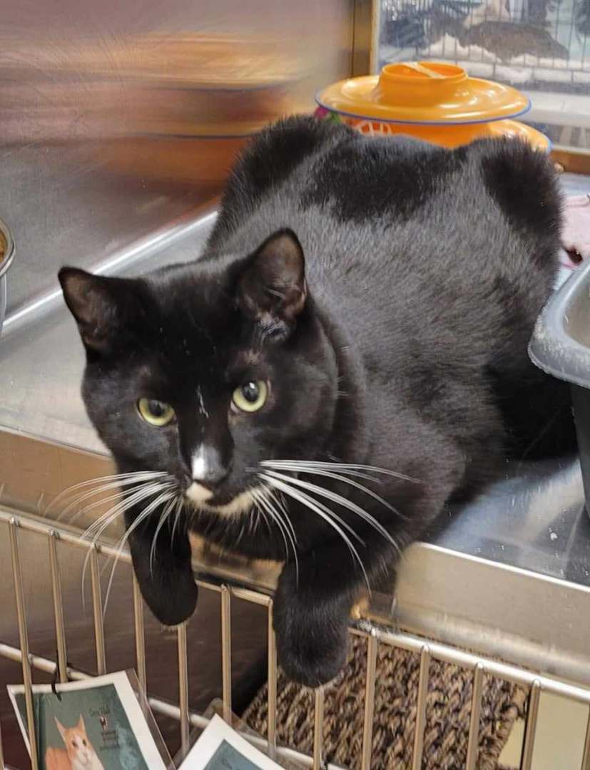 Enlarge NUGGET, a Adoptable mixed breed in HEMET, CA image 2/6