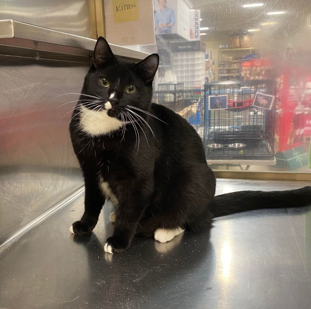 Enlarge NUGGET, a Adoptable mixed breed in HEMET, CA image 3/6