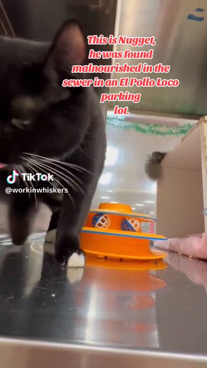 Enlarge NUGGET, a Adoptable mixed breed in HEMET, CA video 6/6