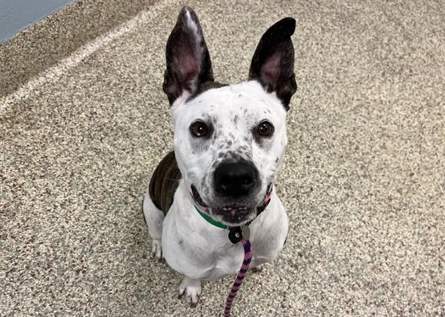 Enlarge RUBY, a Adoptable mixed breed in Colorado Springs, CO image 1/1