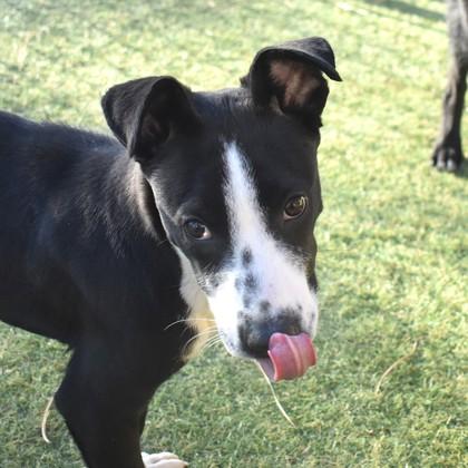 Peter, Adoptable, Young Male Pit Bull Terrier.
