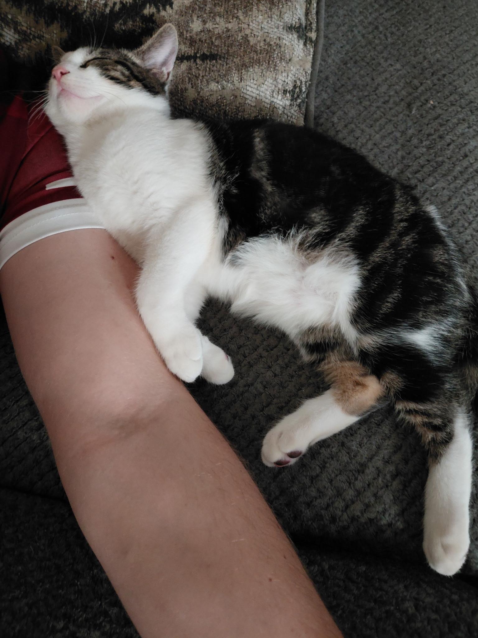 Enlarge Stu, a Adoptable Domestic Short Hair in Seneca, SC image 2/5