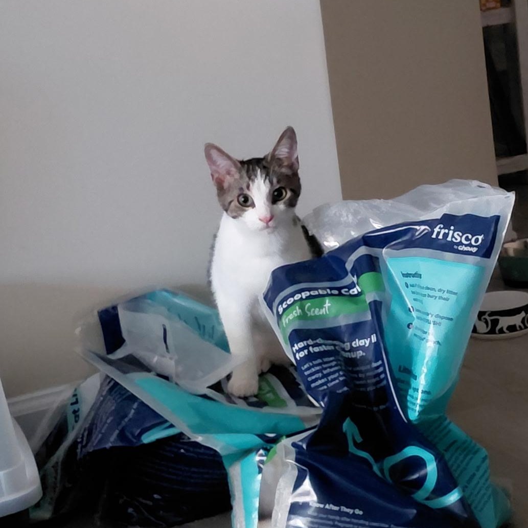 Enlarge Stu, a Adoptable Domestic Short Hair in Seneca, SC image 1/5